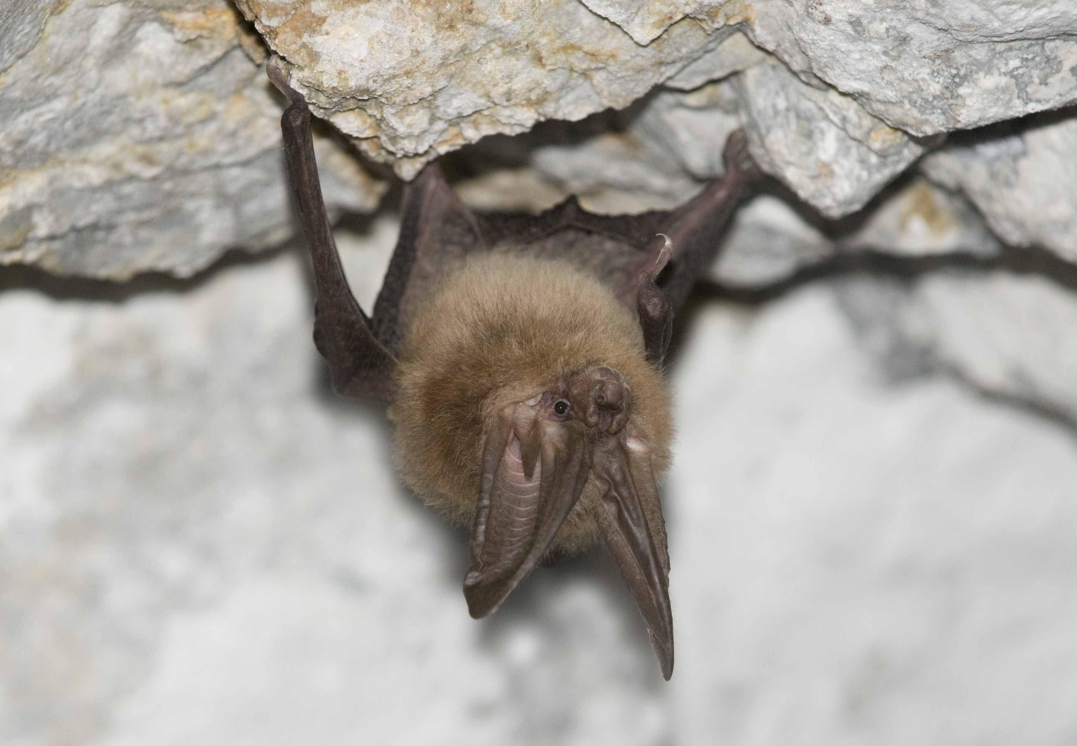 Townsend's big eared bat