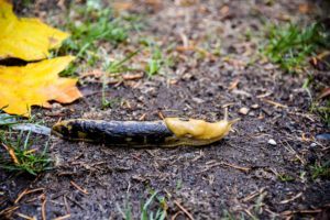 slug on ground