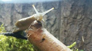 slug on stick tentacles