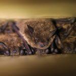 bats in roost