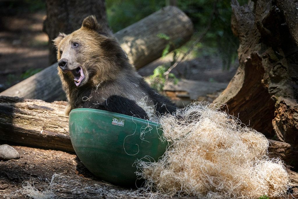 grizzly cubs playing