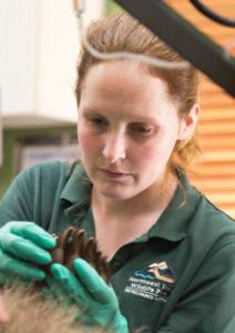 Assistant keeper Carly examines a grizzly paw during an exam.