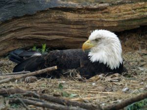 bald eagle laying on nest