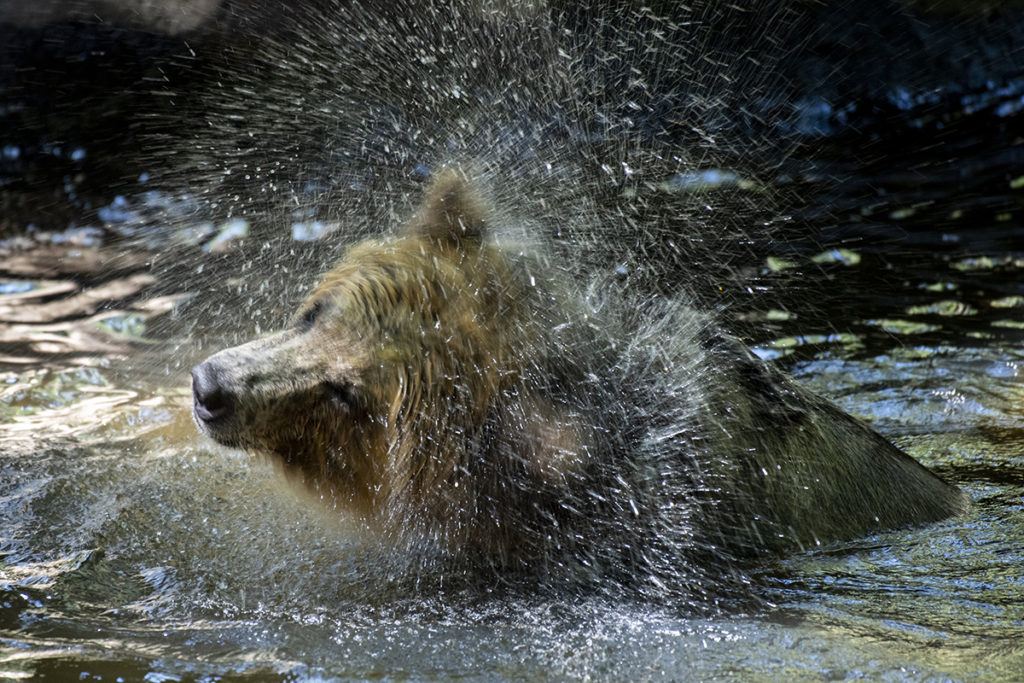grizzly bear shaking water