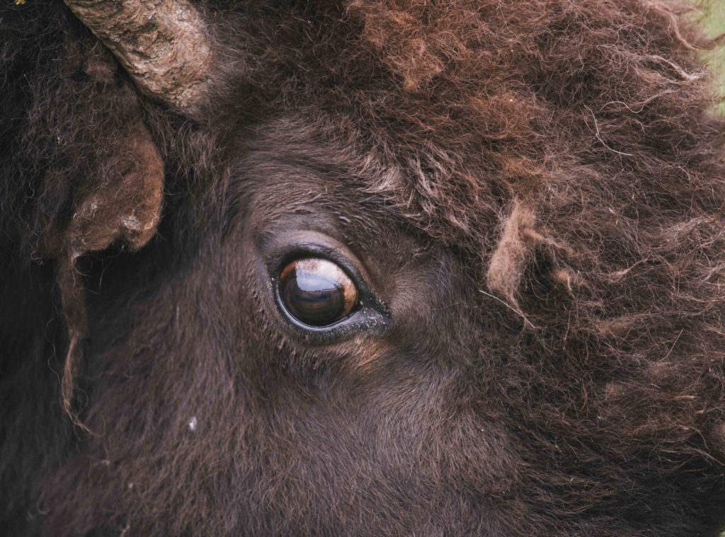 bison eye close up