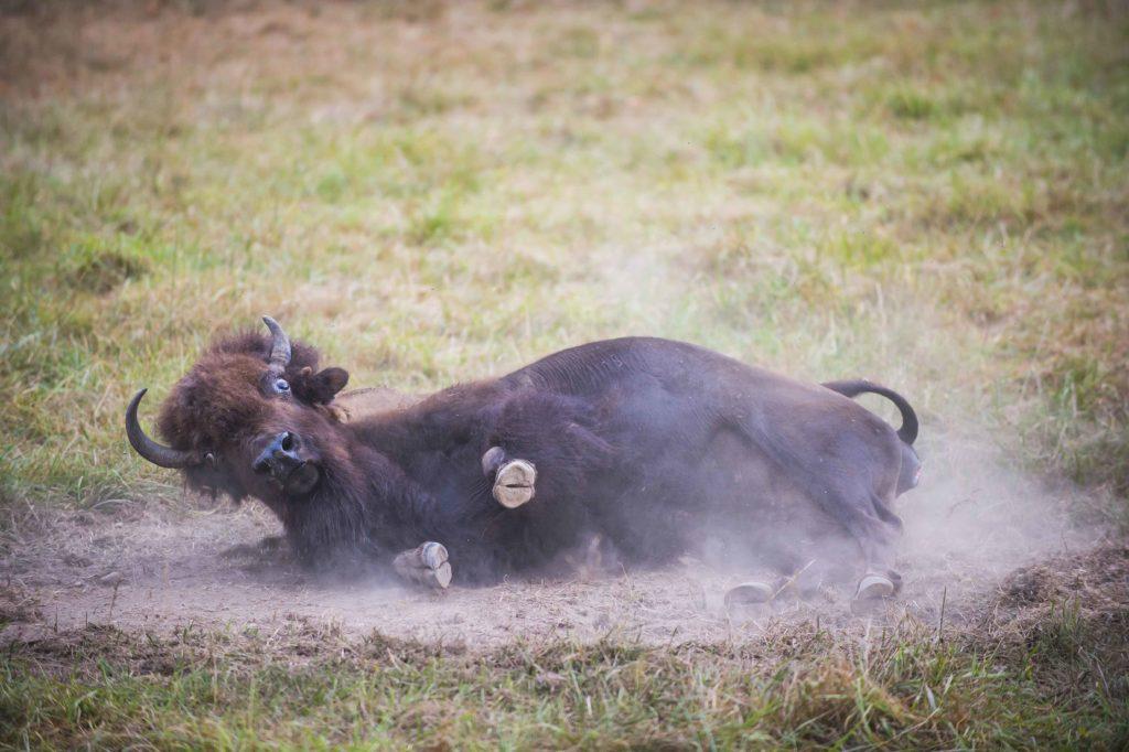 bison rolling in dust