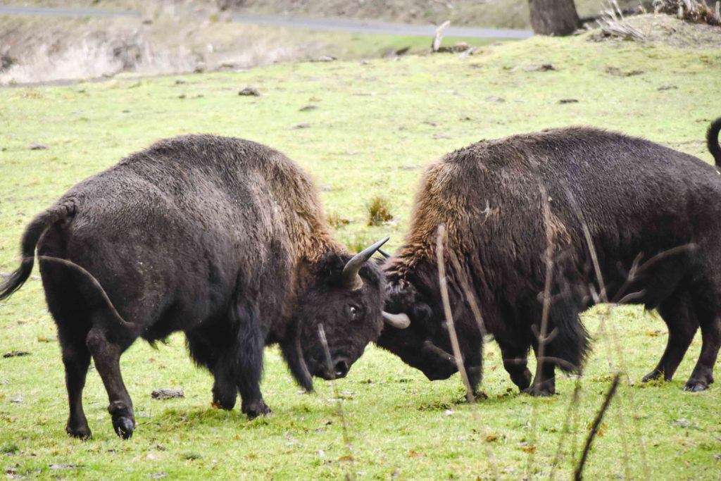 bison clashing heads