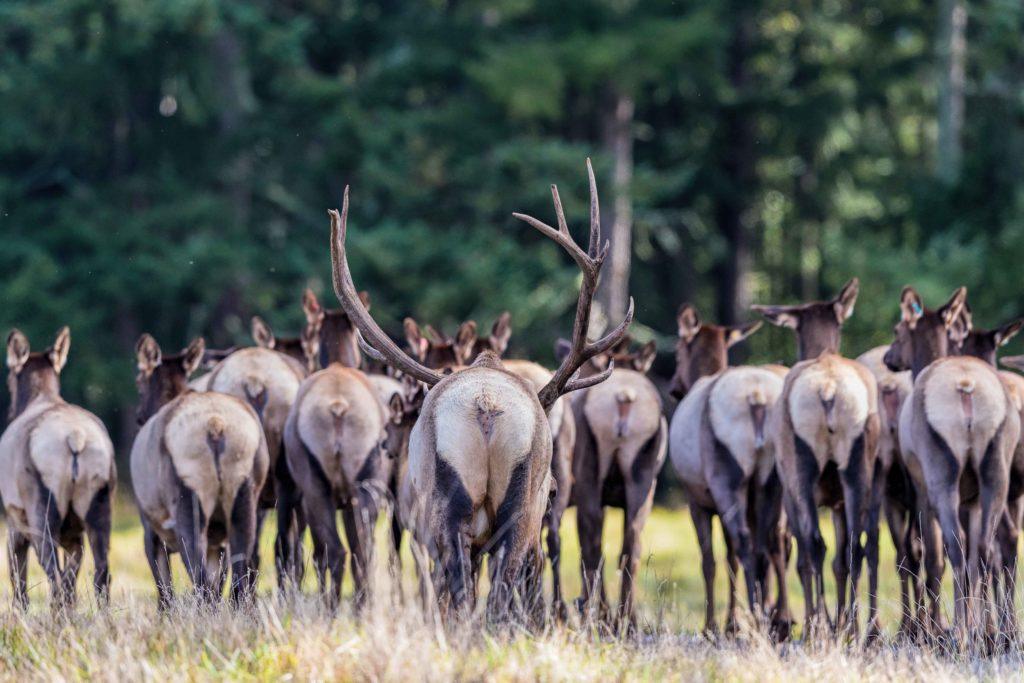 elk herd in fall