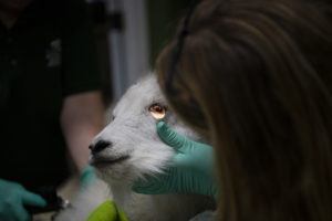 goat eye exam
