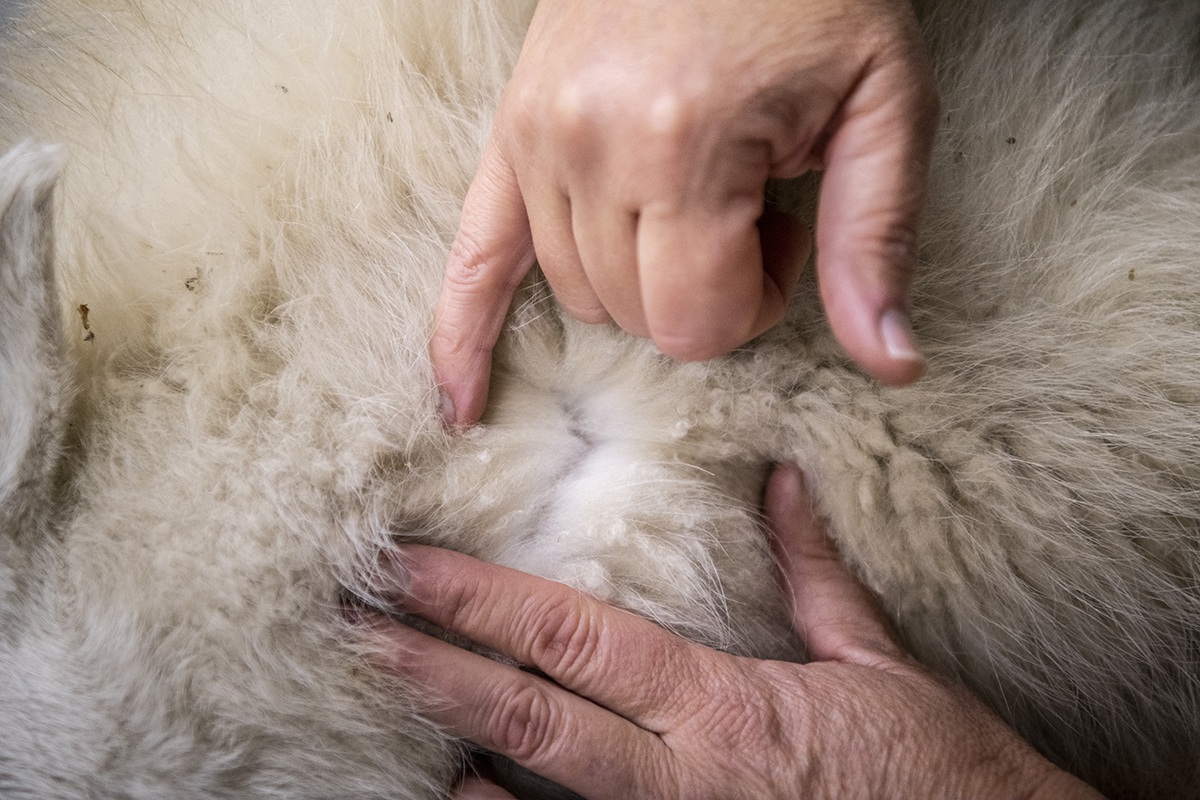hands on goat fur