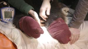 grizzly exam sock feet