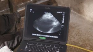 grizzly bear ultrasound image
