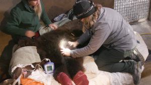 grizzly bear exam