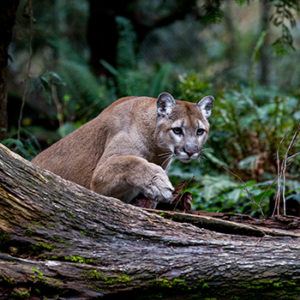 cougar stalking