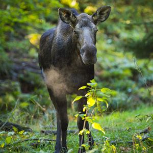 moose in trees