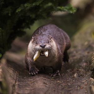 otter with fish