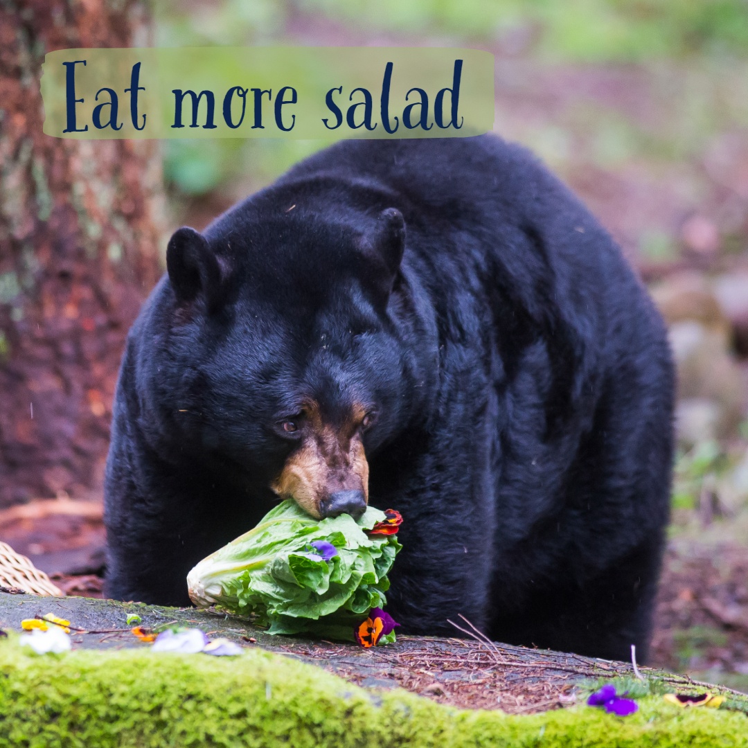 black bear eating lettuce