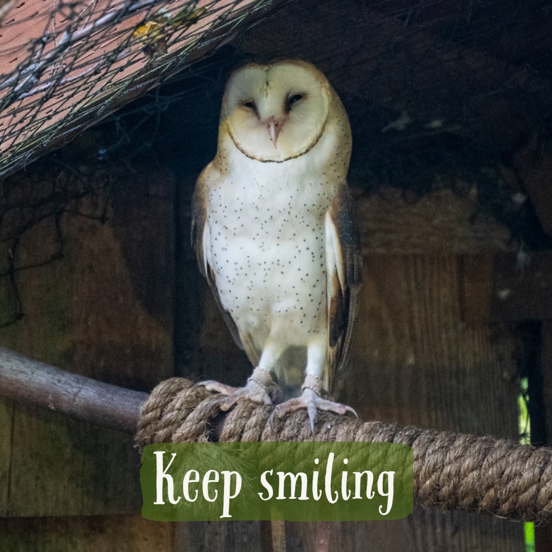 owl appears to be smiling