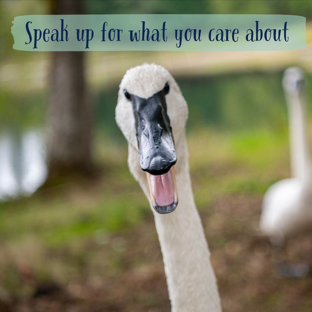 trumpeter swan with mouth open
