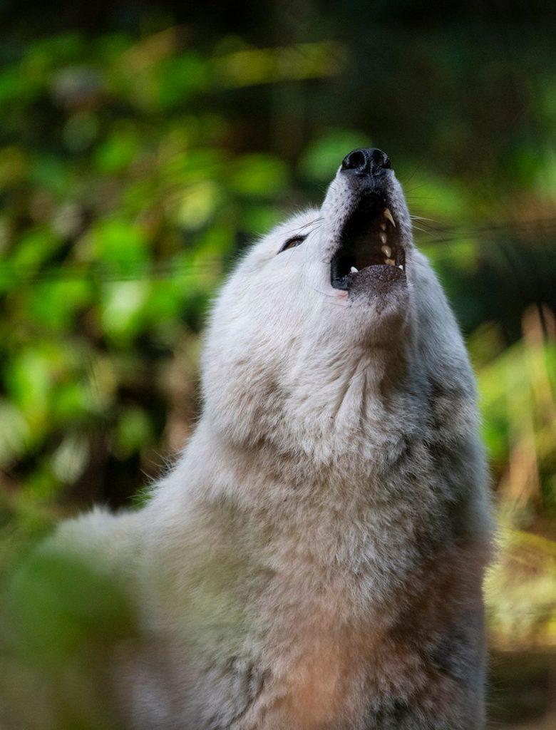 gray wolf howling