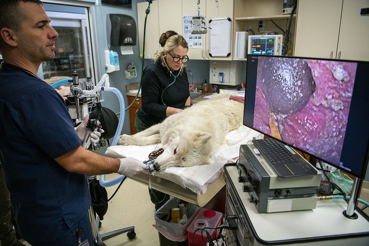veterinarians examine wolf