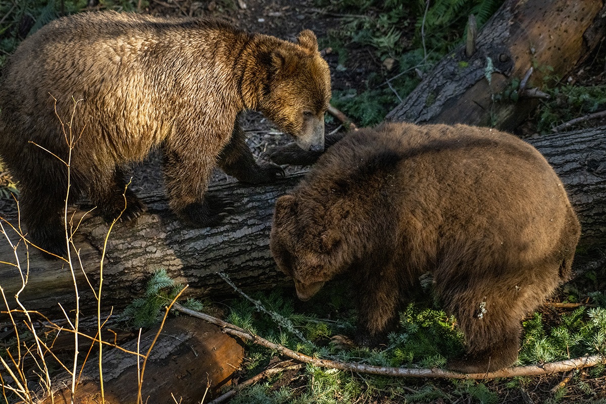grizzly cubs on log