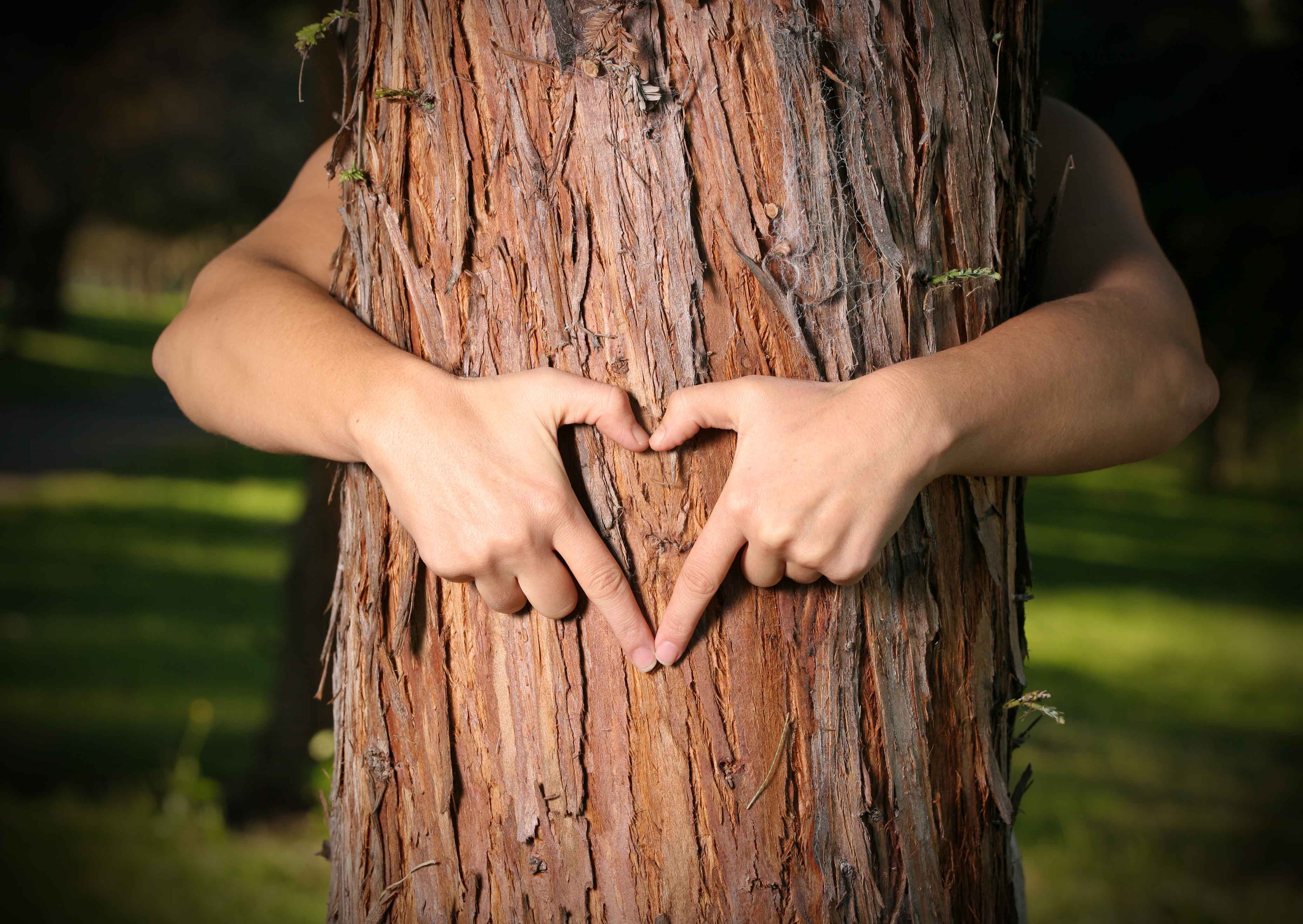hands hugging tree