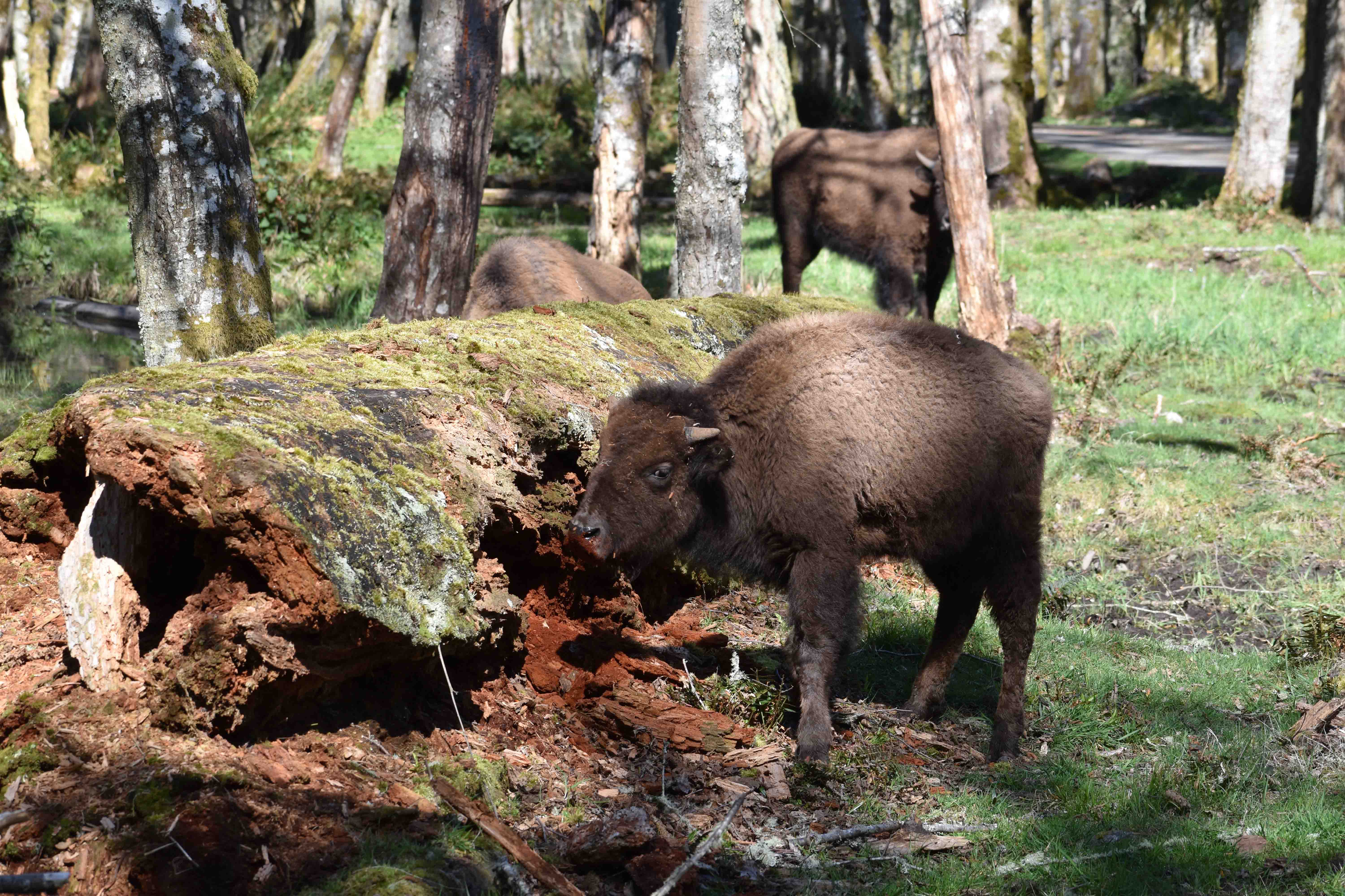 bison calf at log