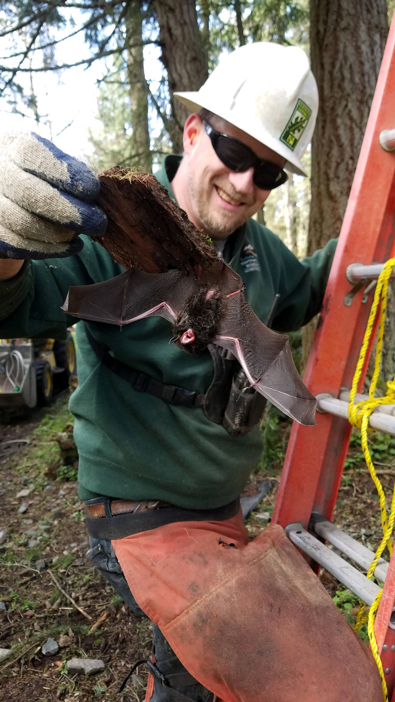 horticulturalist rescuing bat