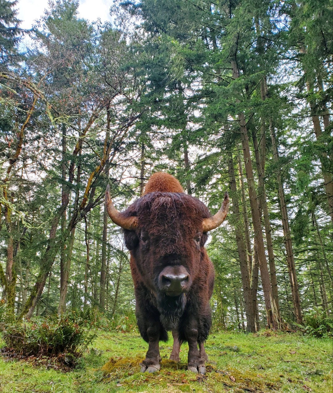 bison on grass