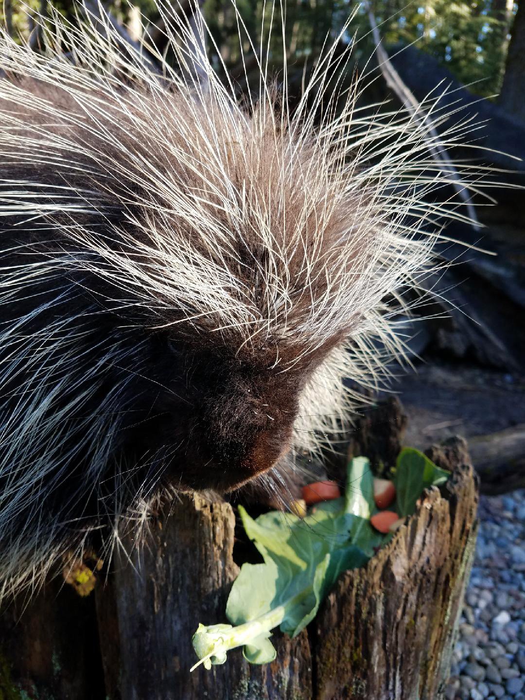 porcupine eating treat