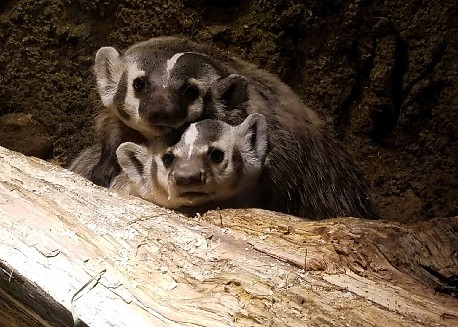 two badgers on log