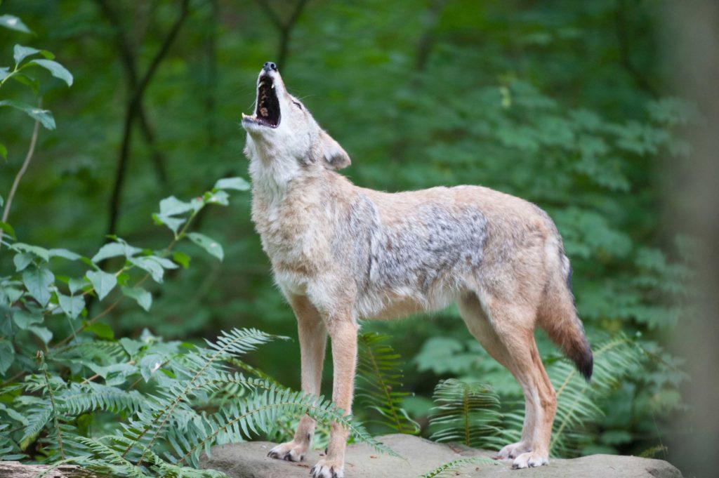 howling coyote