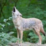 howling coyote
