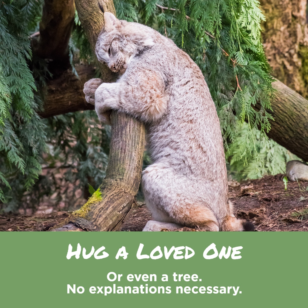 lynx hugging tree