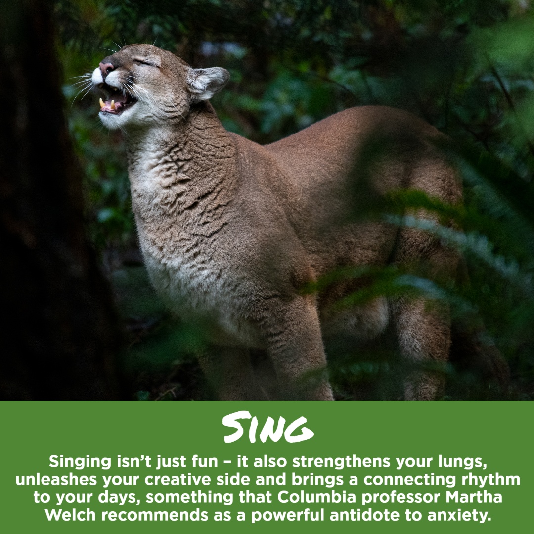 cougar singing