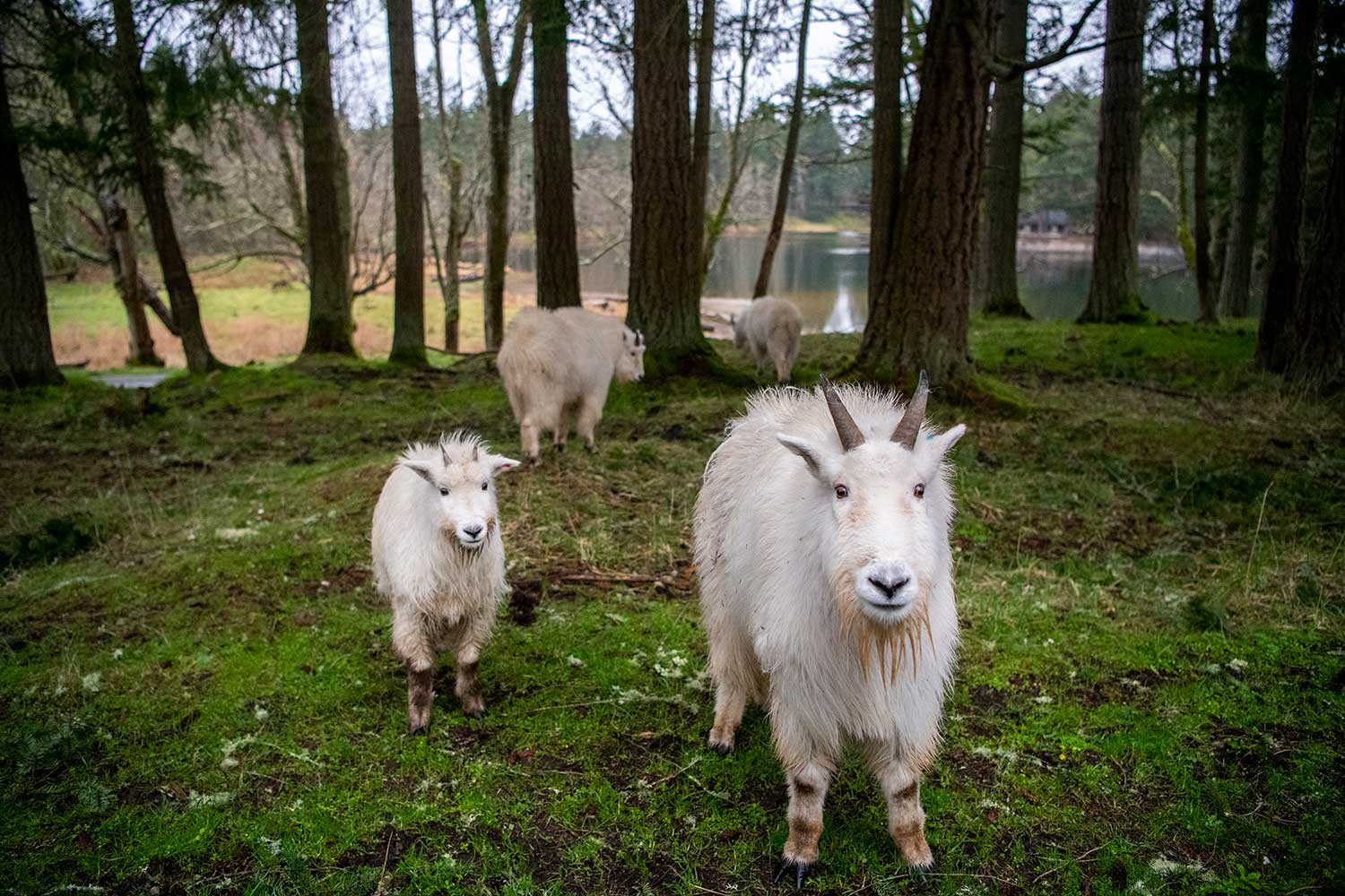 mountain goats looking front