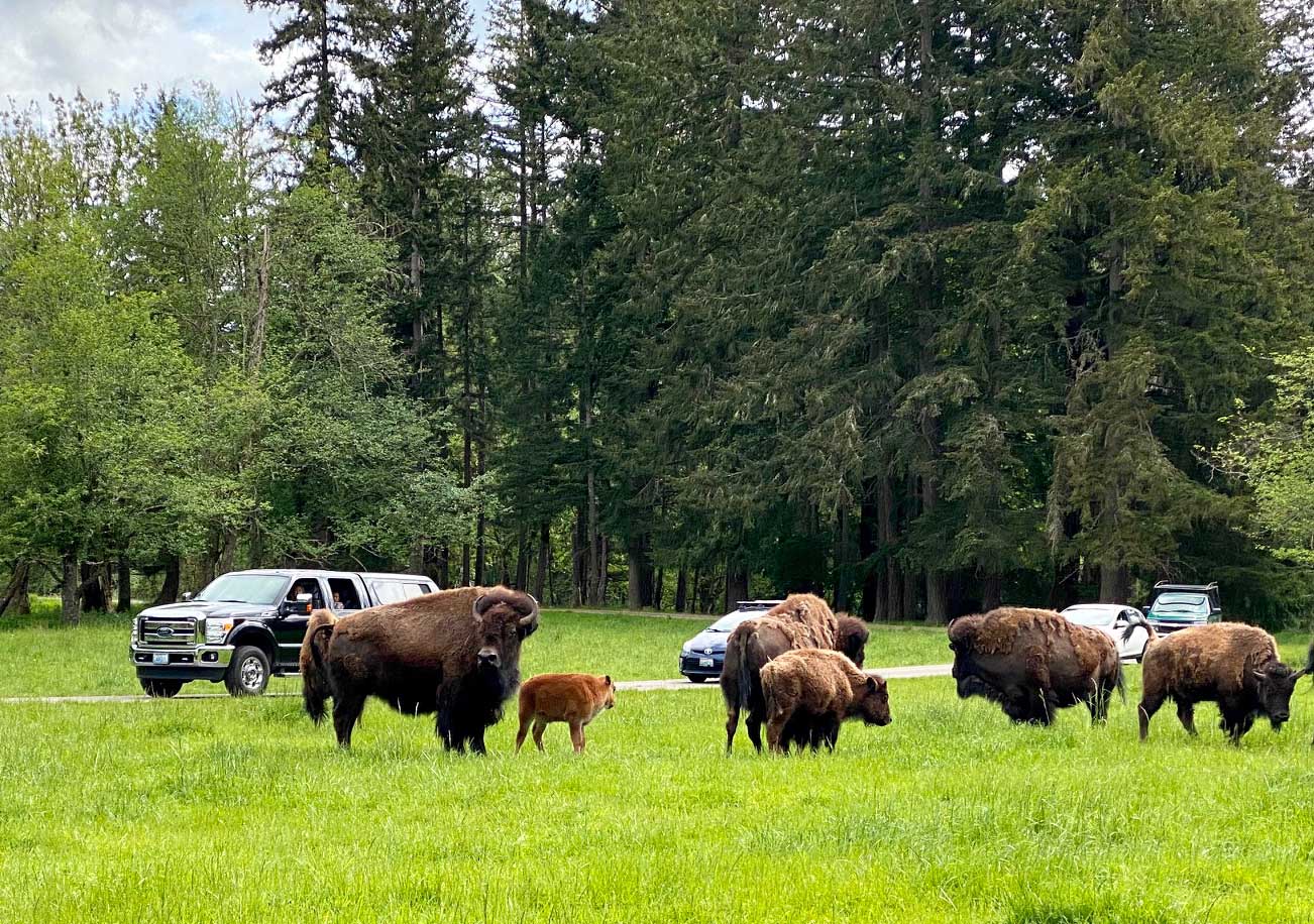 bison and cars