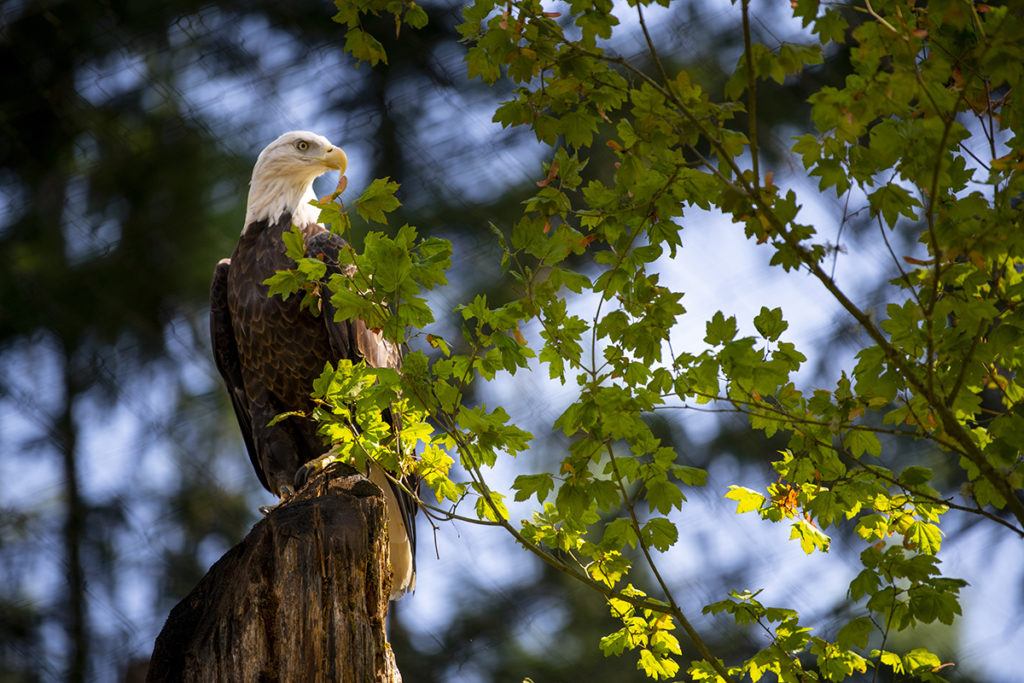 bald eagle sucia in leaves