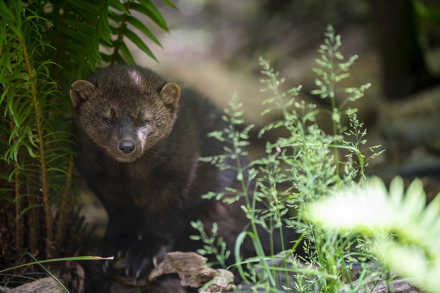 fisher in ferns