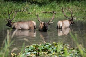 elk in lake