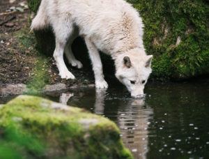 wolf drinking at pool