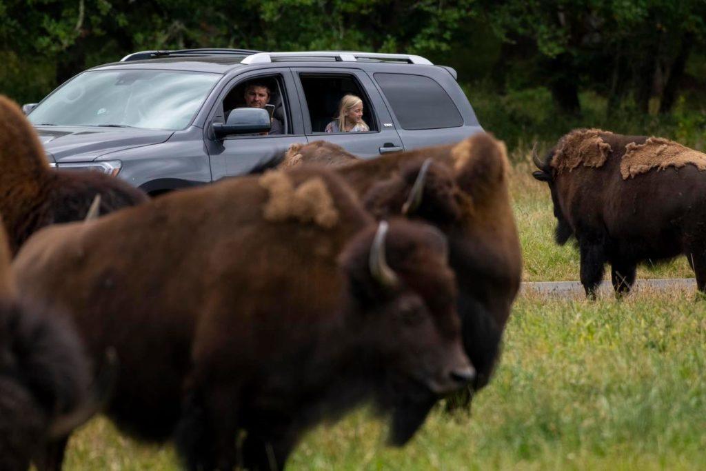 Wild drive car and bison