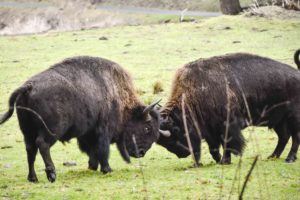 bison rut sparring