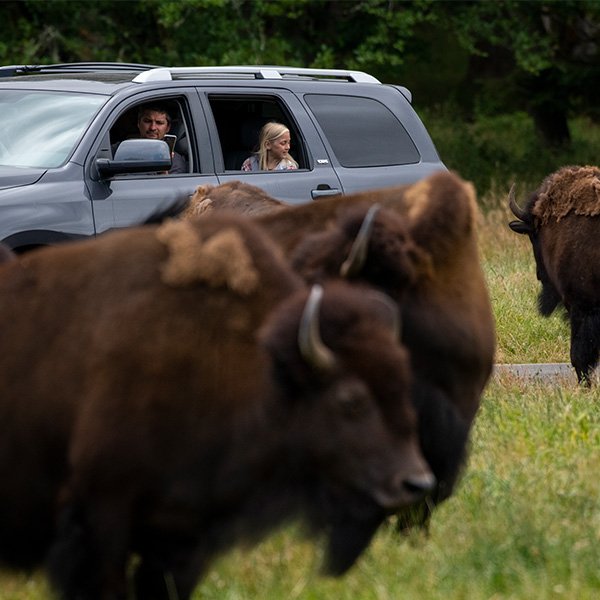 Wild Drive with Bison