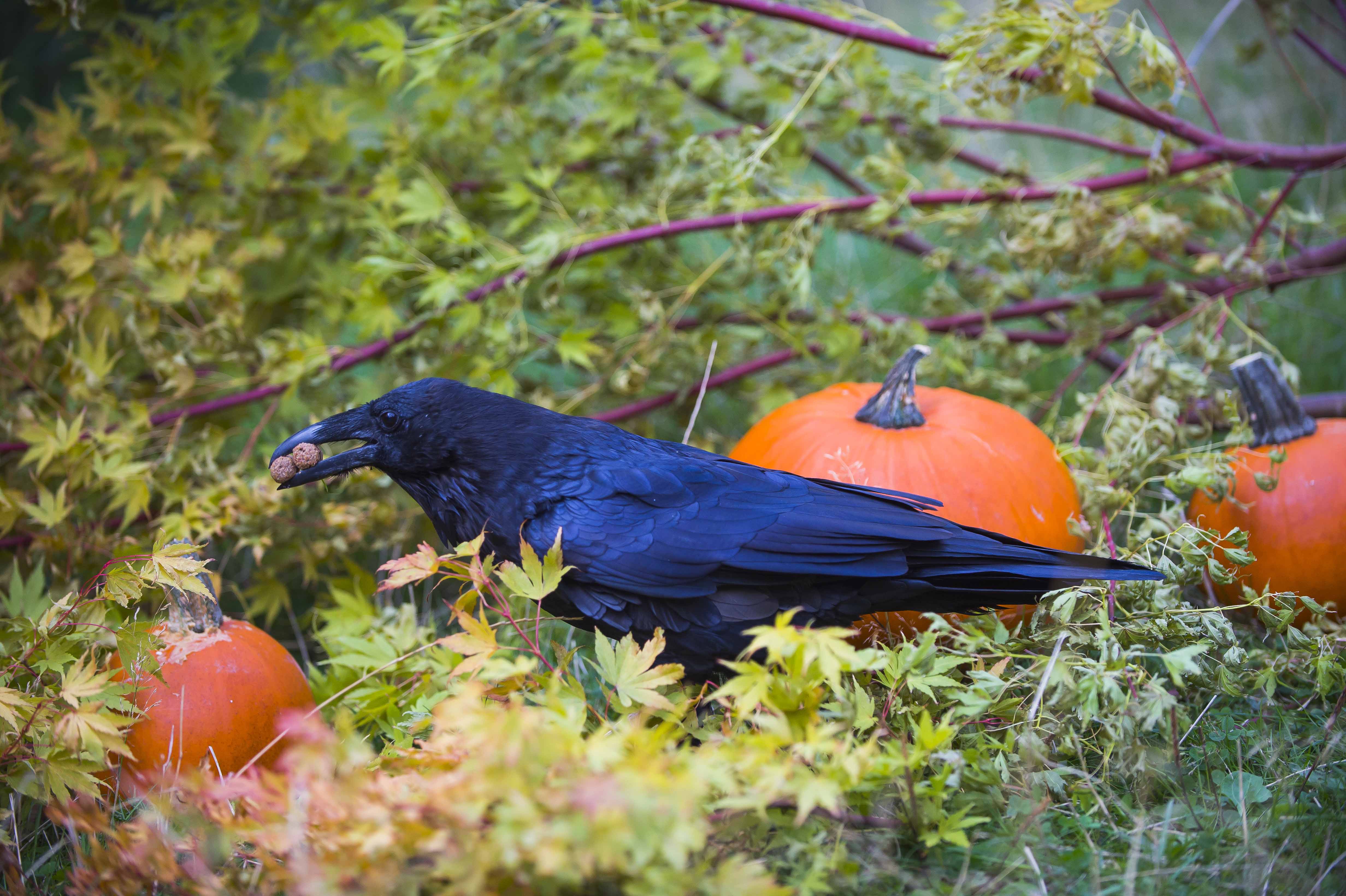 raven in pumpkins