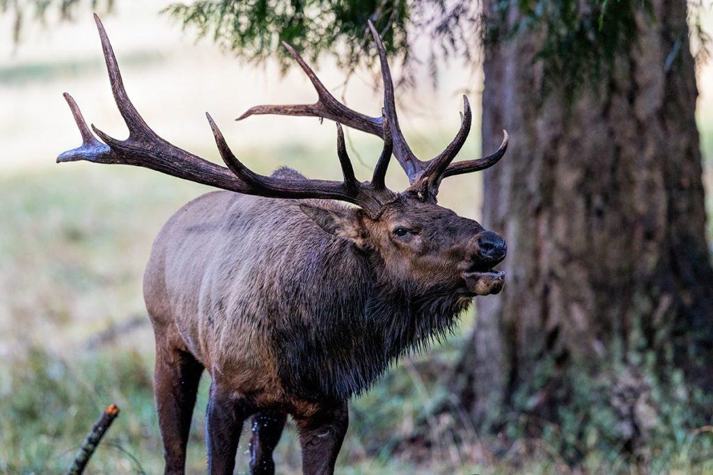 Elk bugles during rut