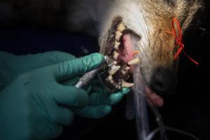 wolf teeth cleaning