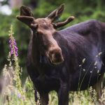 spruce moose
