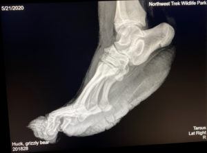 x-ray of grizzly bear foot